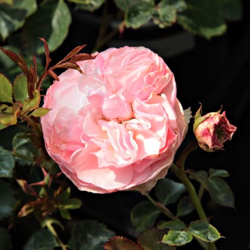 Shop - Rosa Árpád-házi Prágai Szent Ágnes - rosa - floribundarosen - diskret duftend - Márk Gergely - Die Blütezeit beginnt in der ersten Junihälfte und dauert bis zum Herbst fats kontinuierlich an. Sie ist tolerant gegen Krankheiten, verträgt die Trocken